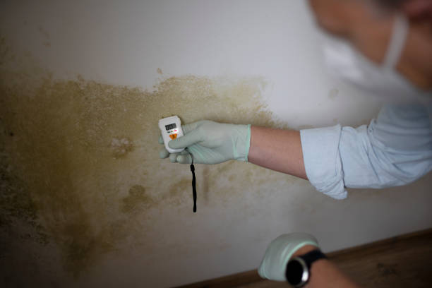 Best Commercial Mold Removal  in Navesink, NJ