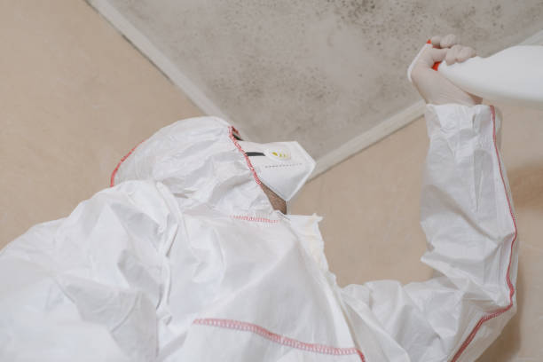 Mold Removal and Inspection in Navesink, NJ