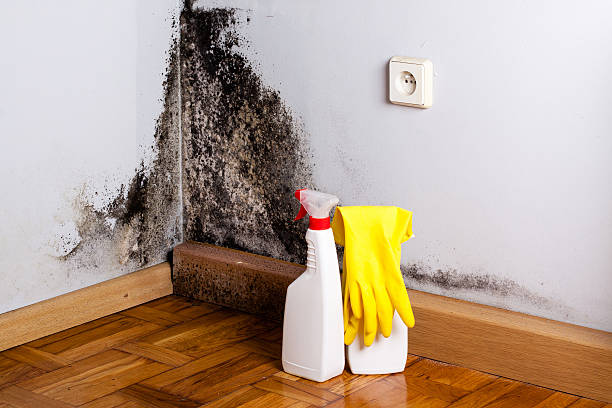 Best Toxic Mold Removal  in Navesink, NJ