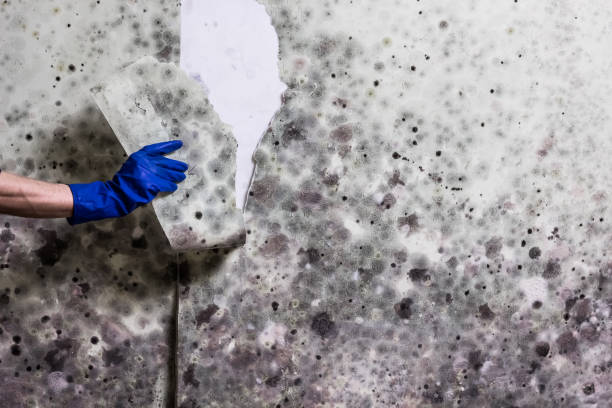 Trusted Navesink, NJ Mold Removal Experts
