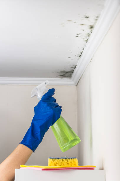 Best Mold Damage Repair  in Navesink, NJ